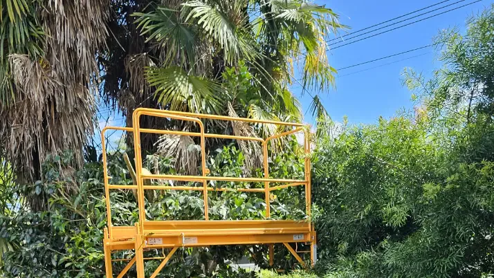 Palm Tree Trimming
