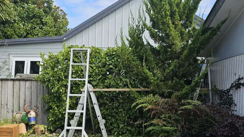 Tree Branch Trimming